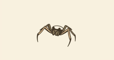 Jumping Spider Western Ghats