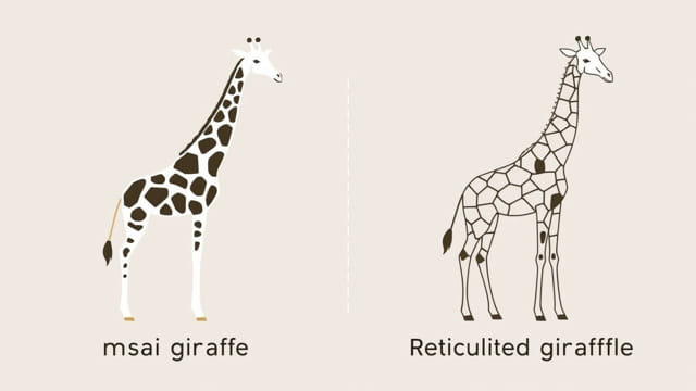 Masai Vs Reticulated Giraffe