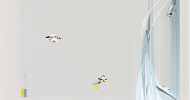 What is a Hen Harrier