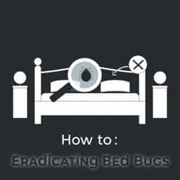 how-to-eradicate-bed-bugs.jpg