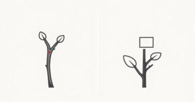 Difference Between T Budding And Patch Budding
