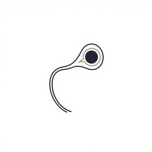 External Urethral Sphincter Function