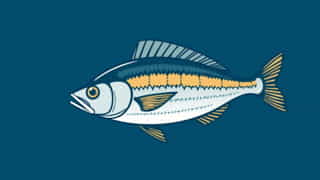 Fusilier Fish Qld Size Limit