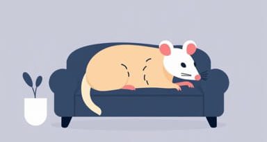 The Possum Play Couch