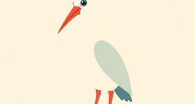 The Red Footed Booby