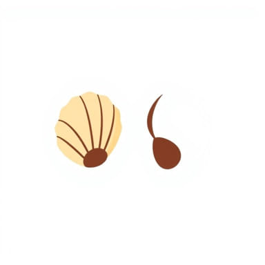 Puka Shell Vs Cowrie Shell