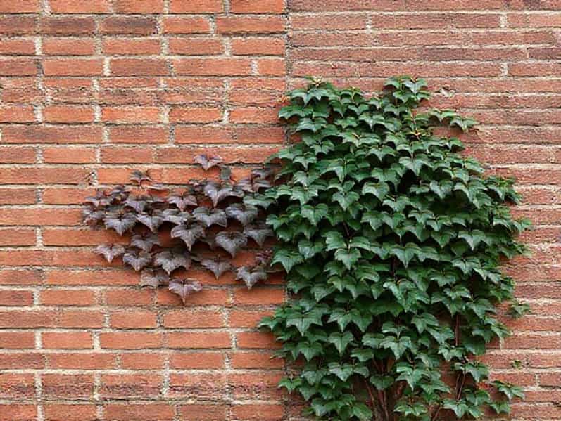 Boston Ivy Vs Virginia Creeper