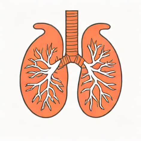 Your Lungs Are Lateral To Your Heart