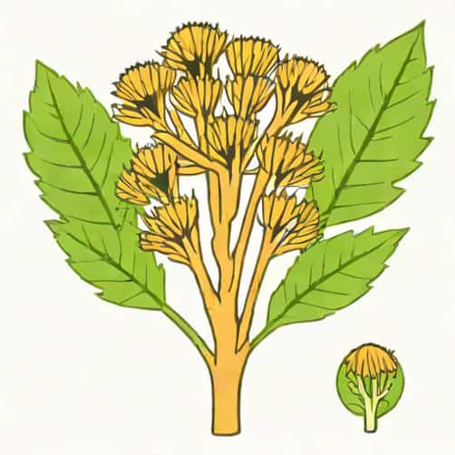Burdock Root In Zulu Uses