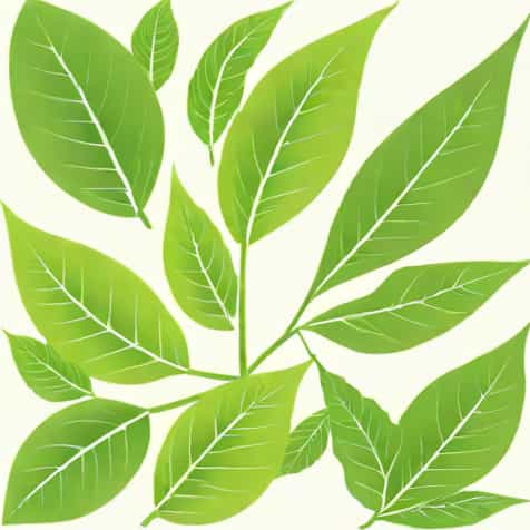 What Is Petiole In Leaf