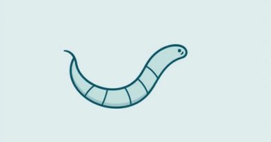 Is Schistosoma A Flatworm