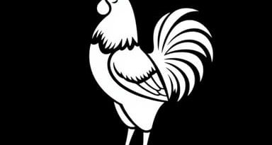 Plus Size Gamecock Clothing