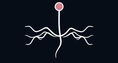 The Function Of The Pleura