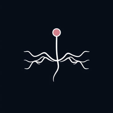 The Function Of The Pleura