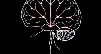 Ventral Tegmental Area Neurotransmitter
