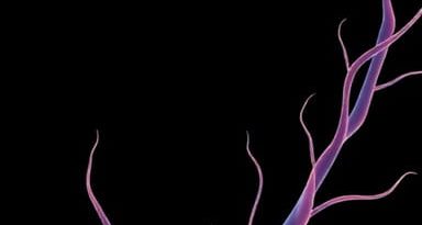 Xylem Fibres Have Protoplasm