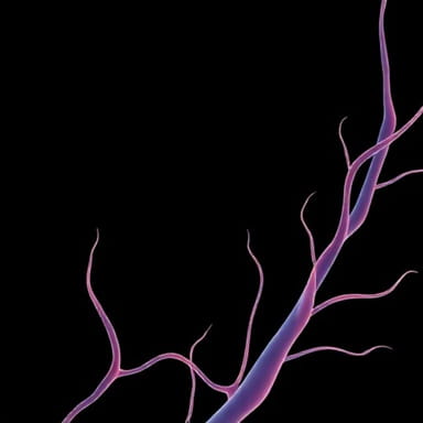 Xylem Fibres Have Protoplasm