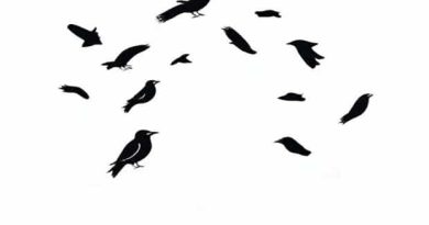 A Murder Of Crows