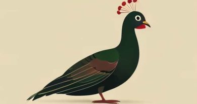 A Peahen Will Usually Lay