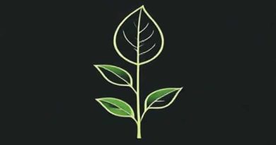 About Betel Leaf Plant