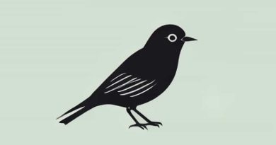 All About Birds Ovenbird