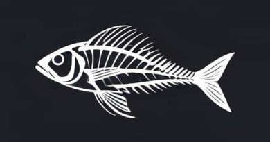 Anatomy Of A Bony Fish