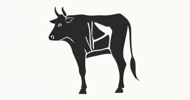 Anatomy Of A Cow Hoof