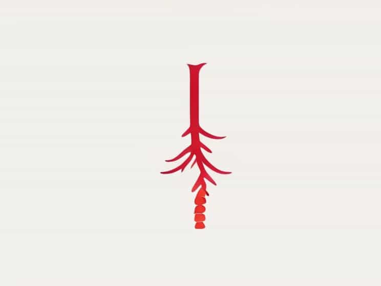 At What Level Does The Trachea Bifurcate