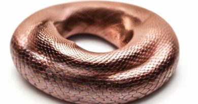 Baby Copperhead Snake Texas