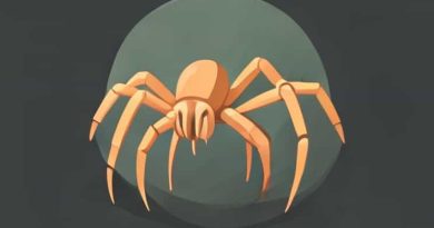 Baby Granddaddy Long Legs