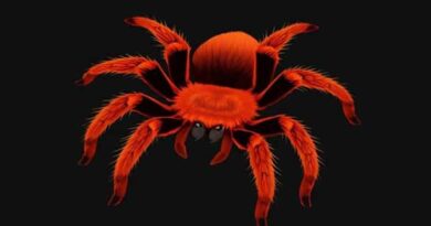 Brazilian Giant Tawny Red Tarantula