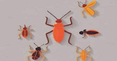 Bugs Mistaken For Roaches