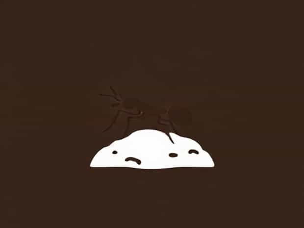 Can Borax Kill Ants