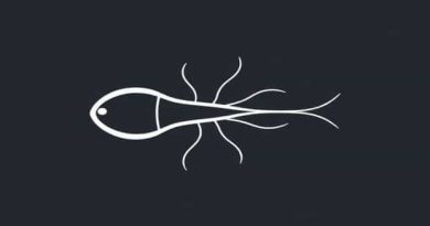 Can Eukaryotes Have Flagella