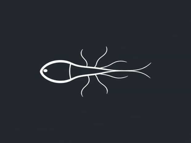 Can Eukaryotes Have Flagella