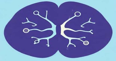 Can Neurotransmitters Be Both Excitatory And Inhibitory