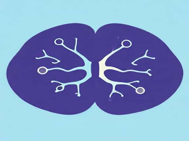 Can Neurotransmitters Be Both Excitatory And Inhibitory