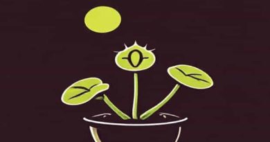 Can You Overfeed A Venus Flytrap