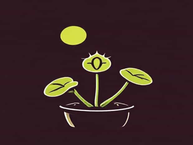 Can You Overfeed A Venus Flytrap