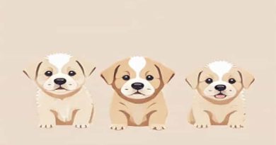 How Much Are Superstar Puppies