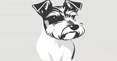 Jack Russell X Schnauzer