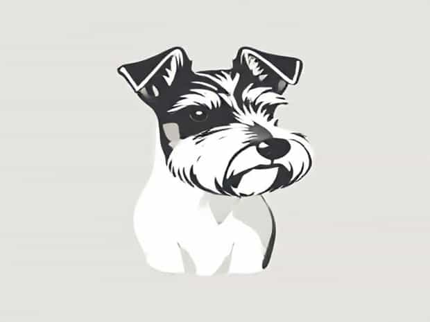 Jack Russell X Schnauzer