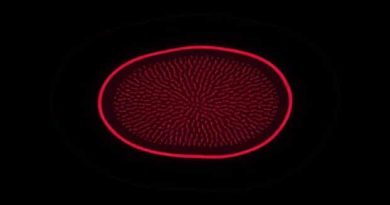 Lining Epithelium Of Seminal Vesicle