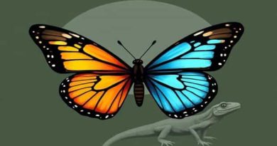 Melaka Butterfly And Reptile Sanctuary Photos