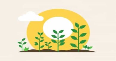 Mention The Major Events During Photosynthesis