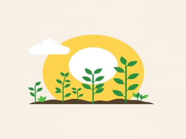 Mention The Major Events During Photosynthesis