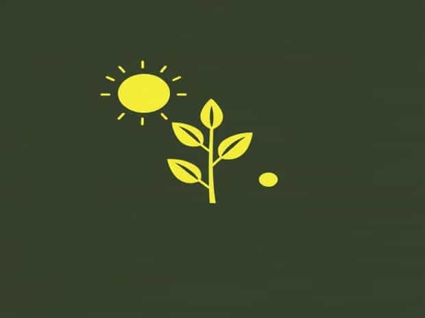 Mention The Raw Materials Required For Photosynthesis