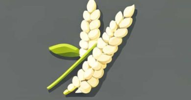 What Does Cornstarch Do