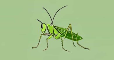 A Life Cycle Of A Grasshopper