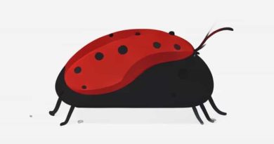 Bed Bug What Does It Look Like